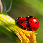 Ladybug Love