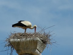 Storch beim Nestbau